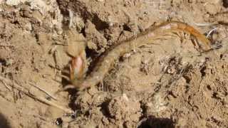 Scolopendra cingulata also known as Megarian banded centipede  Cyprus [upl. by Gnov]