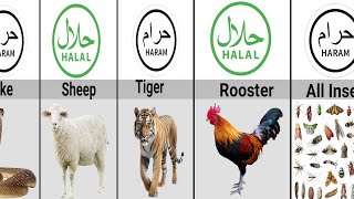 Halal and Haram Animal Meat in Islam  Halal and haram animals  data rivalry [upl. by Deane]