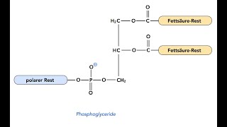 Chemical Structures of Examples of Phosphoglycerides Glycerophospholipids [upl. by Kirstin]