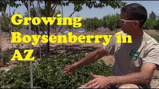 Growing Boysenberry in AZ [upl. by Peper]