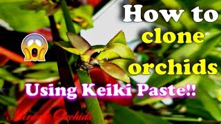 How to clone orchids using keiki paste  Propagating phalaenopsis dendrobium catasetum amp others [upl. by Inafetse906]