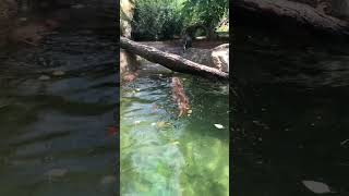 Otters Swimming [upl. by Orabel]