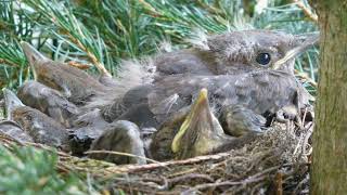 Bezaubernde Melodie mit Amselgesang Endlich raus in die Natur [upl. by Nnaed]