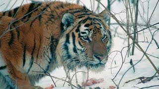 Amur Tiger in the Third Millennium FullHD [upl. by Louisa827]