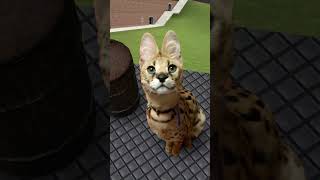 Serval cat Garrys mod meme gmod cat funny [upl. by Llevol174]