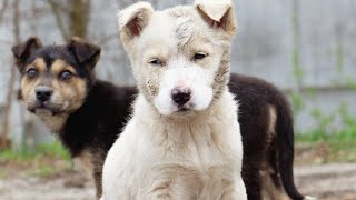 dogs of Chernobyl animals dogs facts history puppies [upl. by Naujtna]