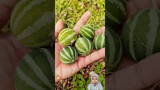 fruits buah cucamelon atau mini watermelon🍉 [upl. by Lzeil]