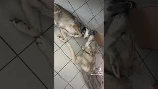 Saarloos Wolfhunde  zwei die sich lieben 🥰 [upl. by Newmark]