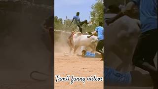 Jallikattu king 🤴 tamil thanjavur love jallikattu fun funny nature enjoy shorts village [upl. by Airekahs216]