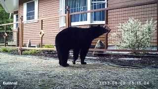 Bear vs Electric Fence [upl. by Silver342]