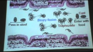 DrAzza  Protozoa 2 Balantidium coli \Giardia lamblia [upl. by Finkelstein574]