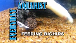 Feeding Bichir Fish [upl. by Eveleen275]