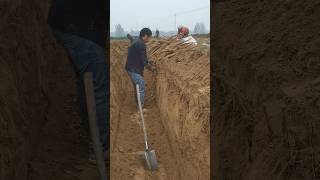 The best method of harvesting long varieties of potatoes [upl. by Erdna]