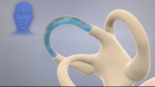 How the Inner Ear Balance System Works  Labyrinth Semicircular Canals [upl. by Akinal798]