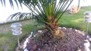 Cycas jardin [upl. by Ilram555]