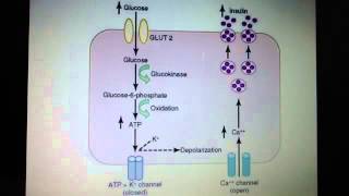 GLUT2 Calcium and insulin exocytosis hexokinase vs glucokinase [upl. by Deirdra]