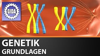 Trailer  Genetik  Grundlagen  Biologie  Schulfilm [upl. by Tarrant]