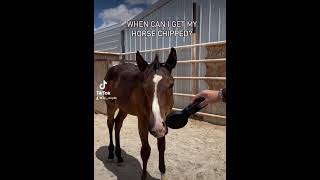 When Can You Get Your Horse Microchipped lipchip horse memes funny [upl. by Gide320]