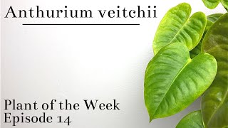 How To Care For Anthurium veitchii  Plant Of The Week Ep 14 [upl. by Rhodes905]