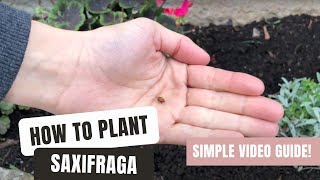 Planting Saxifraga  An EasyToFollow Video Guide [upl. by Mccafferty]