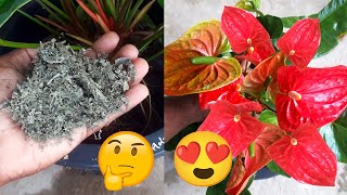 Miracle Fertilizer for Anthurium  Anthurium Fertilizer  Anthurium Care Tips [upl. by Donadee290]