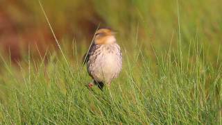 Saltmarsh Sparrows in Connecticut saltmarsh [upl. by Sopher773]