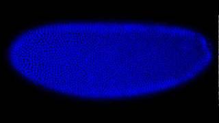 Early mitotic divisions and gastrulation of a Drosophila embryo [upl. by Melisa22]