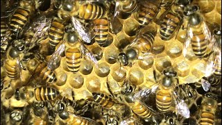 What bees do in the bee hive  Bees behavior [upl. by Keyser887]