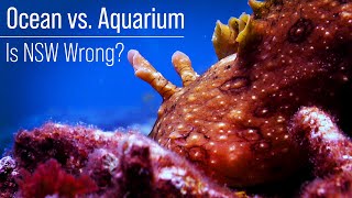 Ocean vs Reef Aquarium Parameters A Nitrate and Phosphate Conundrum [upl. by Dyraj817]