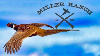 Small MUNSTERLANDERS Hunting Pheasant at Miller Ranch Eastern Washington [upl. by Eart]