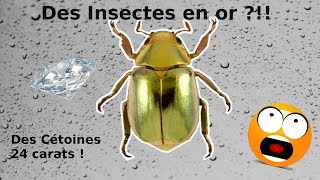 Les plus beaux insectes délevage [upl. by Xineohp]