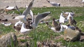 Blackheaded Gull breeding colony [upl. by Matthaus]