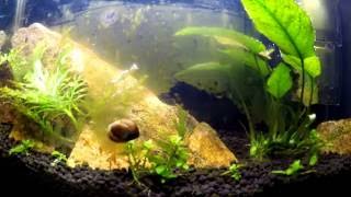 Nerite Snail time lapse [upl. by Orsino]