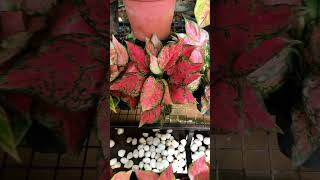 Colour full Aglonema plants for sale plantsforsale [upl. by Aniraz496]