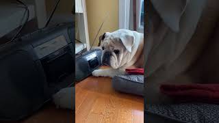 Bulldog fixes radio bulldog englishbulldog dog radio music seniordog [upl. by Coster364]