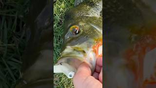 Lil peacock bass that choked The NLBN 3 inch [upl. by Asseral877]