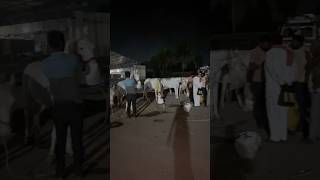 Late night Arriving In Yeola Horse Market 2024shorts trending horse [upl. by Niknar129]