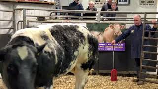 €6300 for incalf heifer  Gabriel Sloyan [upl. by Iteerp]