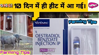 10 दिन में ही हीट पर आ गई। Oestradiol benzoate injection Anoestrus [upl. by Lerraf788]