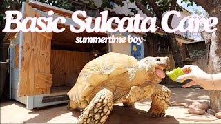 Basic Sulcata Care summertime [upl. by Vanni]