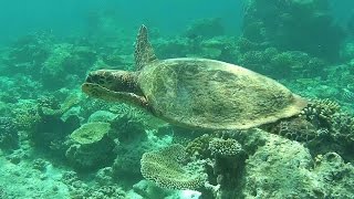 Snorkeling at Ellaidhoo Maldives [upl. by Rowell]