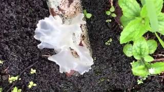 The Big Island of Hawaii Snow fungus Tremella fuciformis [upl. by Nikos]