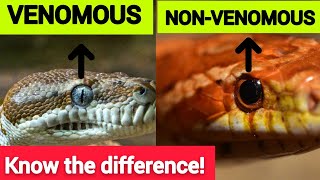 10 Differences between Venomous and Non Venomous Snakes [upl. by Enier]