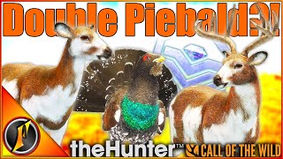 ANOTHER Double Piebald Hunt  HUGE Diamond Capercaillie  Call of the Wild [upl. by Nylaroc]