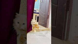 Billu ke bacche bolne lage😳catcomedy cat billicomedy billucat catvideo sajidcat billug [upl. by Lammond]