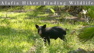 Hiking at Econfina River State Park [upl. by Ethelin]