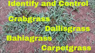 Weed Control and Identification of Crabgrass Dallisgrass Bahiagrass and Carpetgrass [upl. by Soirtemed]