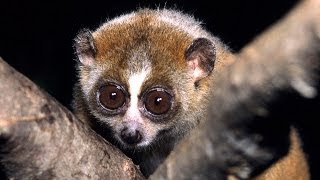 Science Bulletins Slow Loris Venom—Solving a Toxic Puzzle [upl. by Atterrol]