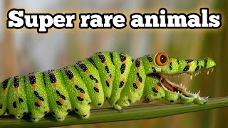 Top 10 ऐसे जानवर जिन्हें आपने कभी नहीं देखा होगा  rareanimals [upl. by Warfore]