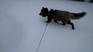 Pet fox sees snow for the first time [upl. by Ewall]